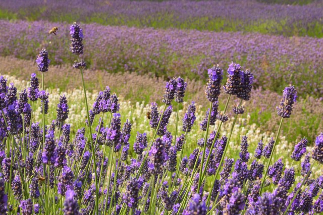 norfolk_lavender_garden_653_jpg_original