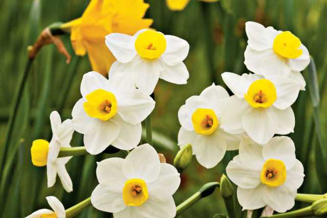 daffodils_aa51e27f4aab07409494_11303