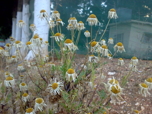 3608340433_4f5c564ebf_b